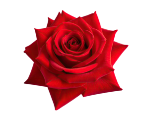 Red rose blooms center, layered petals, isolated black