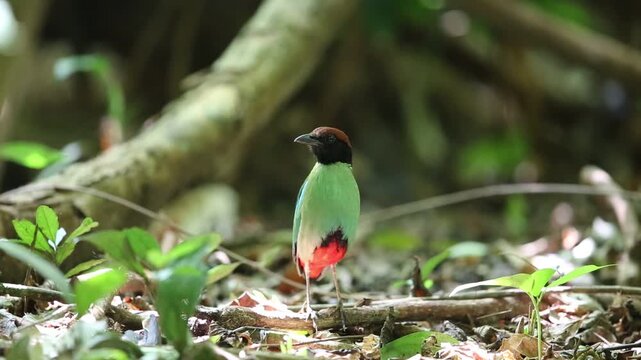 Hooded pitta (Pitta sordida) in Kaengkrachan National Park, Thailand