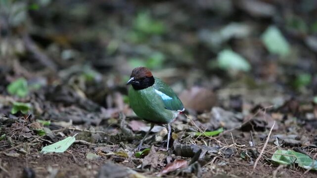 Hooded pitta (Pitta sordida) in Kaengkrachan National Park, Thailand