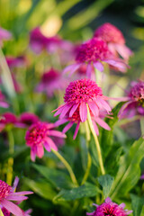 Obraz premium Bright Pink Razzmatazz Echinacea With Double Petals