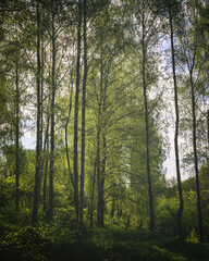 Sunlight filtering through the tall birch trees in a lush green forest, creating a serene and captivating natural landscape for nature enthusiasts. Vintage film aesthetic.