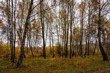 Obraz premium Autumn forest with tall birch tree trunks and fallen yellow leaves on the ground. Natural seasonal scenery, nature background.
