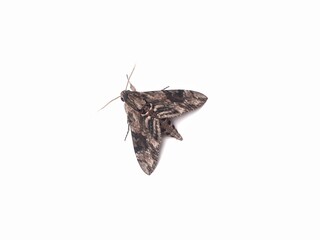 Pink-spotted hawk moth (Agrius cingulata) isolated on white background