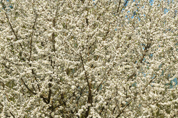 White spring flowers on a blooming tree branch with small blossoms and vibrant blue sky. Nature background for seasonal design.