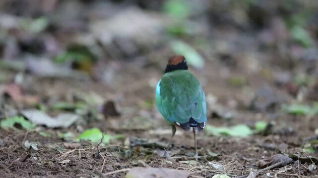 Hooded pitta (Pitta sordida) in Kaengkrachan National Park, Thailand