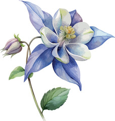 Delicate Columbine Flower Watercolor Botanical Art Illustration