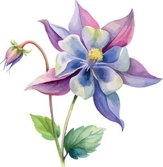 Wild Columbine Garden Flower Watercolor Vector Illustration