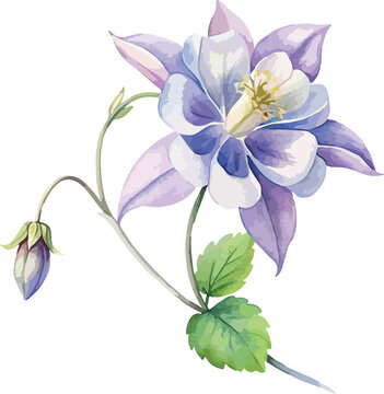 Wild Columbine Garden Flower Watercolor Vector Illustration