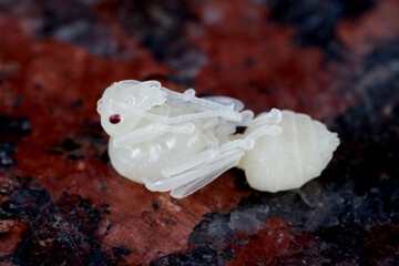 Macro shot of Fire ant larvae, the last stage of an ant&rsquo;s development is the pupae.