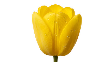 Transparency PNG Yellow Tulip with Water Droplets: A vibrant yellow tulip, its petals adorned with sparkling water droplets, stands elegantly against a clean backdrop, 