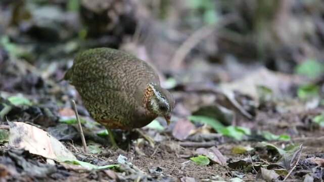 The green-legged partridge (Tropicoperdix chloropus), also known as the scaly-breasted partridge or green-legged hill-partridge, is a bird species in the family Phasianidae. 