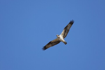 Fototapeta premium Osprey flying with wings spread under the open sky