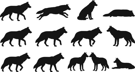 Fototapeta premium Wolf silhouette set, wild animal poses collection showing walking running sitting resting behaviors isolated on white background vector illustration design