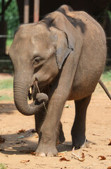 Fototapeta premium A baby elephant is eating grass