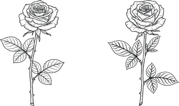 Two outlined rose stems with leaves and thorns, detailed botanical drawing style