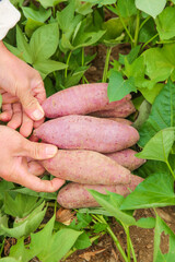Fresh Purple Sweet Potatoes Harvested in Garden