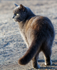 Obraz premium A gray cat with a black nose and green eyes