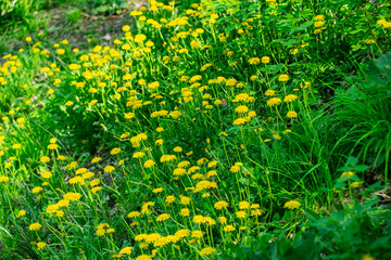 Dandelions bloom in early spring.