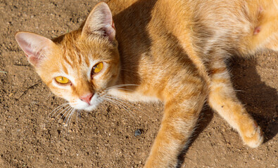 A cat laying on the ground with its head up