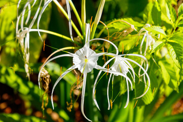 A white flower with a yellow center