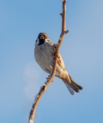 A bird is perched on a branch