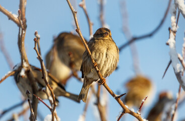 A bird is sitting on a branch