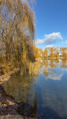 A body of water with a tree in the background