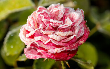 A rose with snow on it