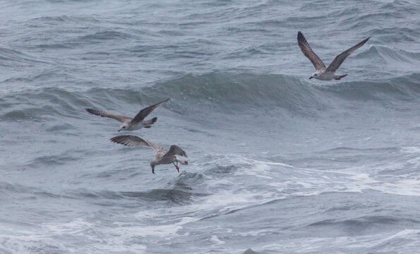 Three birds flying in the ocean