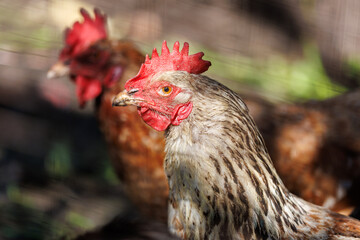 A chicken with a red head and a white face