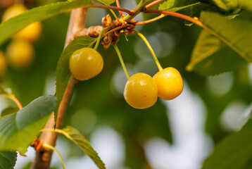 A tree with a bunch of yellow cherries hanging from it