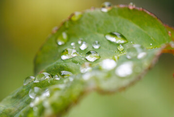 A leaf with raindrops on it