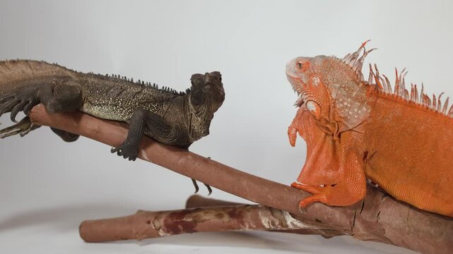 Red and Brown Iguanas Facing Each Other on a Wooden Branch