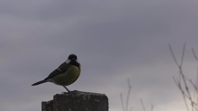 A great tit garden bird lands on a concrete post, looks around then drops off it