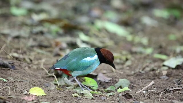 Hooded pitta (Pitta sordida) in Kaengkrachan National Park, Thailand