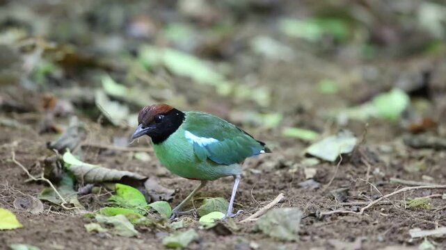 Hooded pitta (Pitta sordida) in Kaengkrachan National Park, Thailand