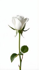 Obraz premium Single White Rosebud Isolated on White Background, Elegant Minimal Floral Stock Photo