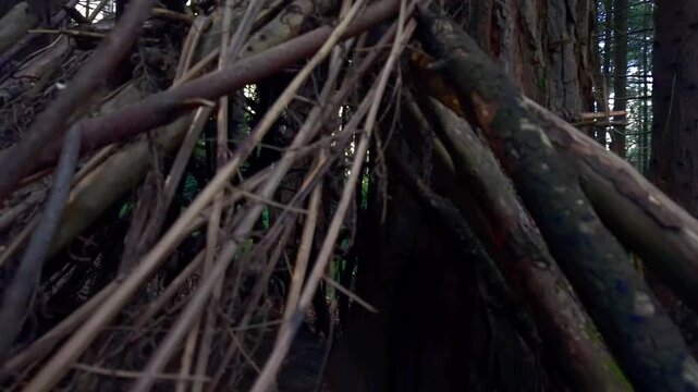 Explore a rustic tree hut built with intertwining branches, nestled in Woolrich Forest Park, Melbourne. Daylight creates a serene, natural ambiance, perfect for nature enthusiasts.