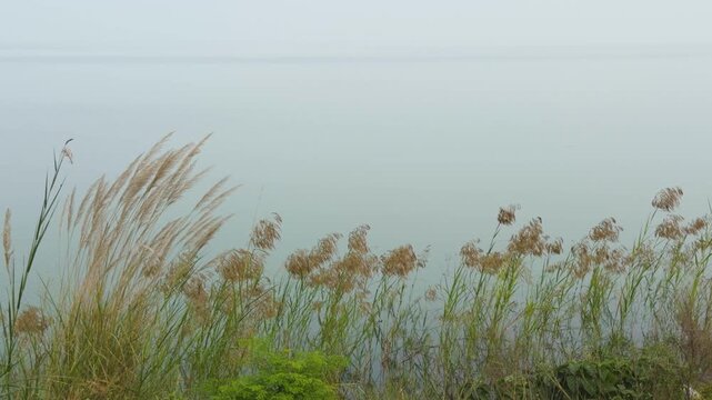 kans grass swaying on river bank in uttarakhand