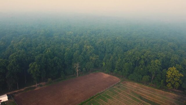 aerial shot of dense sal tree forests of pilibhit tiger reserve covered in thick fog