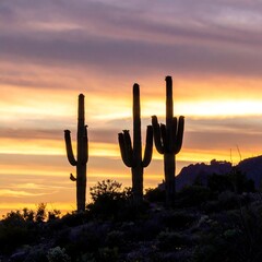 A desert landscape with cacti silhouettes against vibrant sunset