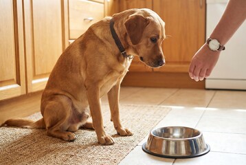 Golden retriever dog sitting sadly next to an empty food bowl in a kitchen. Pet care concept for animal nutrition and well-being.
