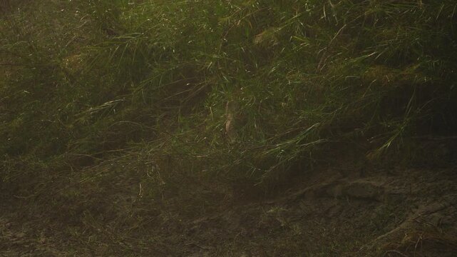 indian hog deer perching in dense foliage of dudhwa national park india