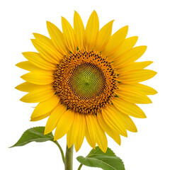 Fototapeta premium Close up of sunflower on clear background