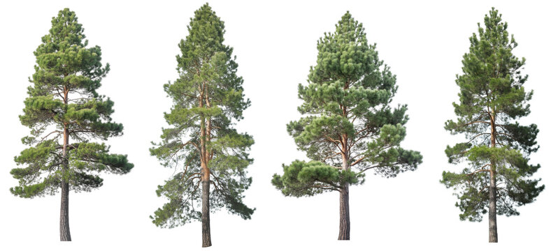 pine trees, isolated on transparent background