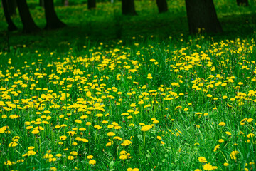 Dandelions bloom in early spring.