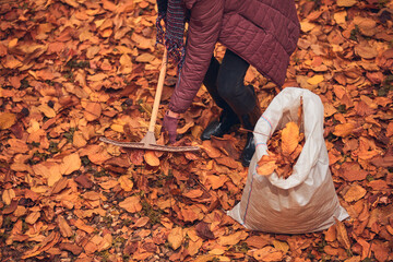 Woman cleaning garden from fallen autumn leaves.