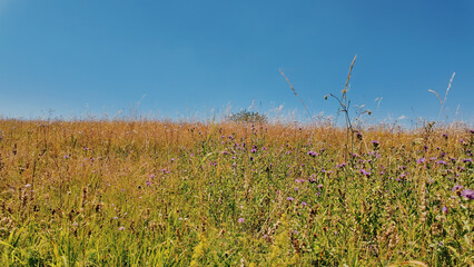 Tranquil sunny summer landscape with green fields and hills.