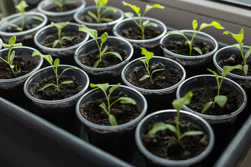 Growing vegetables on the windowsill in the house, young tomatoes in pots on the window.