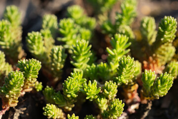 Sedum sexangulare is a species of plant in the family Crassulaceae. common in Europe